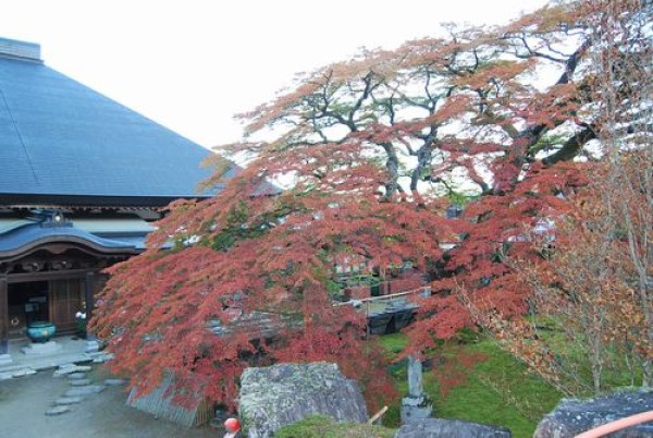 紅葉情報　最終版サムネイル