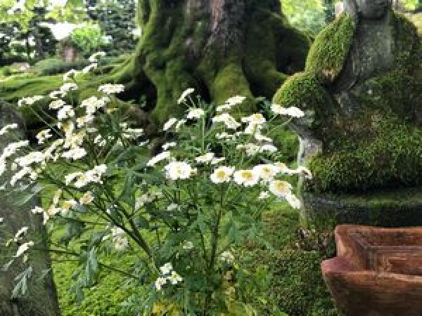 雨が続きますサムネイル