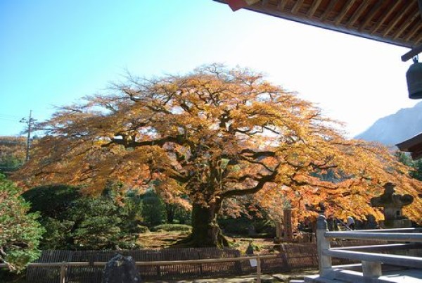 紅葉情報　追加版サムネイル