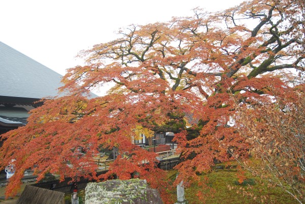 紅葉情報　最終版サムネイル