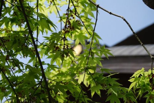 カエデの花の季節サムネイル